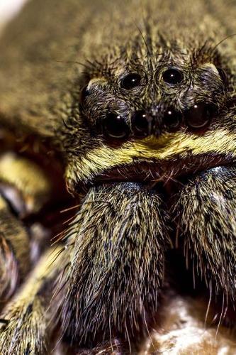 The Eyes of a Spider Journal