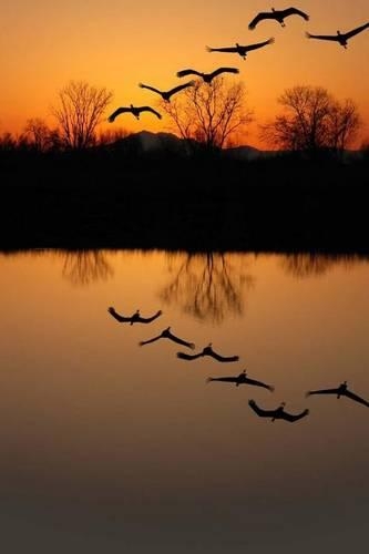 Sandhill Cranes at Sunset Journal