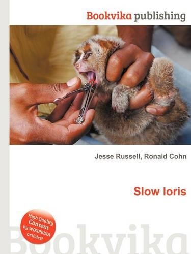 Slow Loris