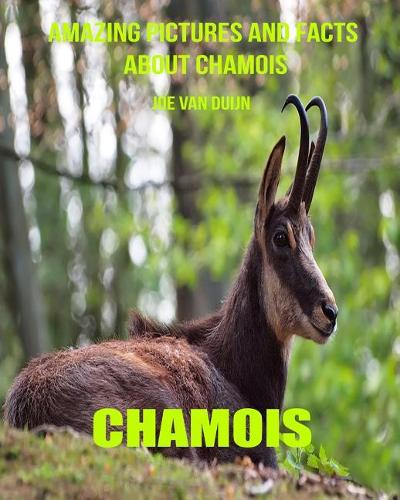 Chamois: Amazing Pictures and Facts about Chamois