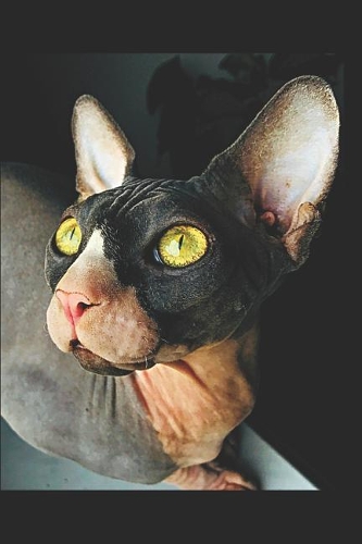 Sphynx Cat Lovers Journal