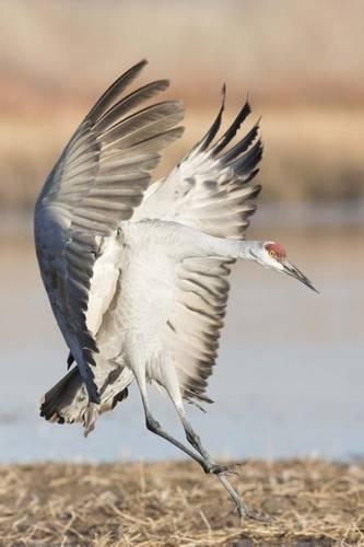 Sandhill Crane Coming in for a Landing Journal