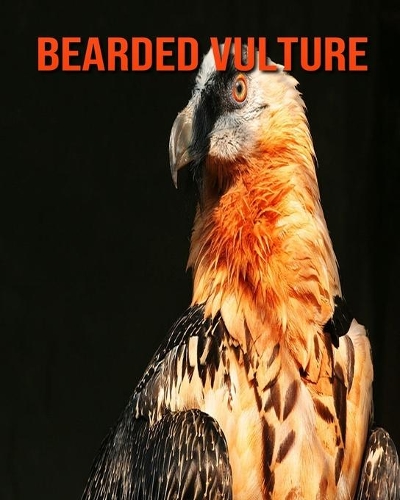Bearded Vulture