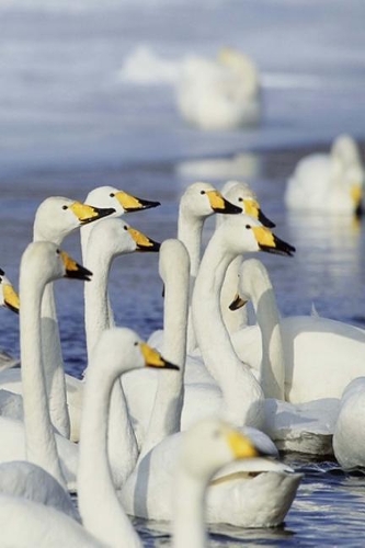 2019 Weekly Planner Winter Theme Gaggle Geese 134 Pages