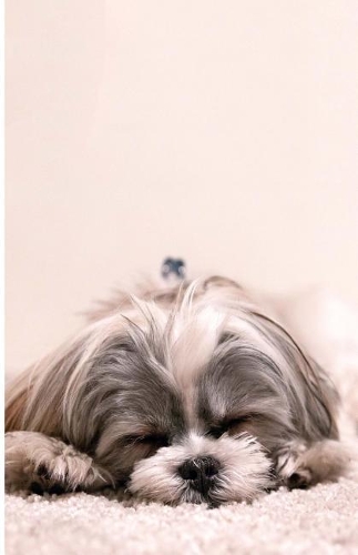 Puppy Journal: Lined Notebook for Kids, Teens, Adults, Blank, Lined, Dog Notebook(Bailey.Ink Journals)