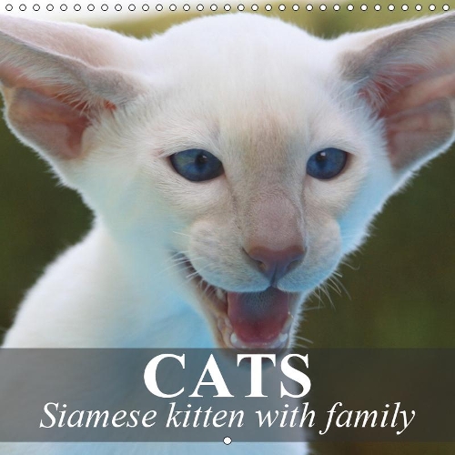 Cats - Siamese kitten with family 2019