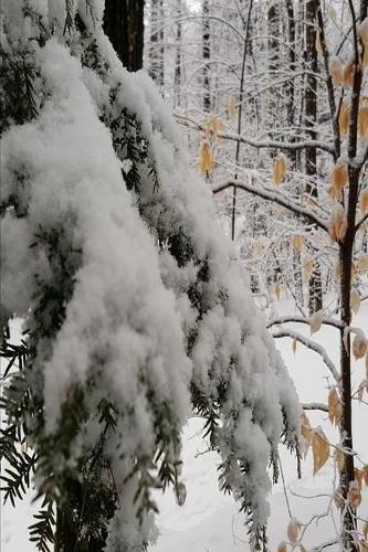 2020 Weekly Planner Winter Scenic Snowy Woods 134 Pages