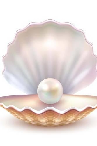A Single White Pearl in an Oyster Shell Journal