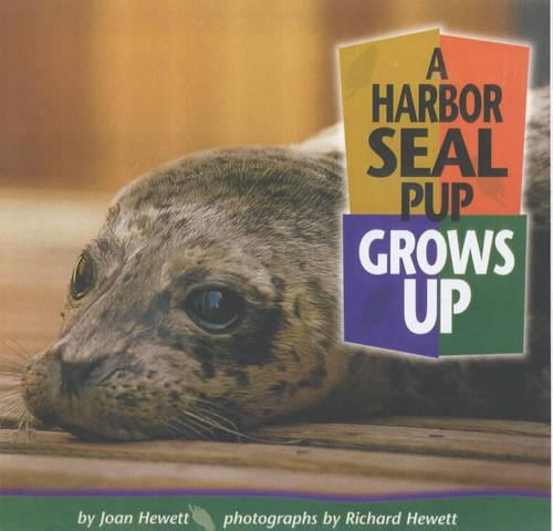 A Harbor Seal Pup Grows Up