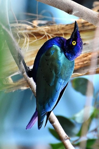 African Lamprotornis Starling Journal