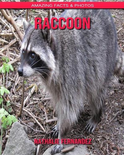 Raccoon