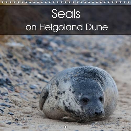 Seals on Helgoland Dune 2015