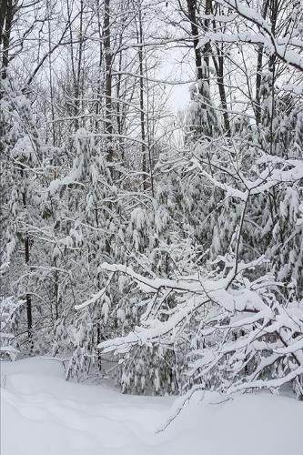 2020 Weekly Planner Winter Scenic Snowy Forest 134 Pages