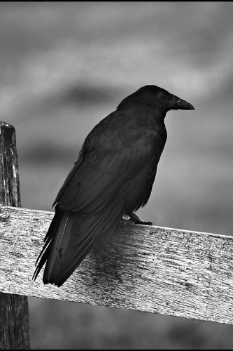 A Crow in Black and White