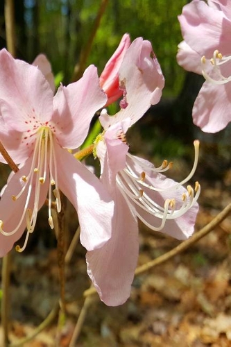 2019 Weekly Planner Pretty Spring Flowers Pink Blossoms 134 Pages