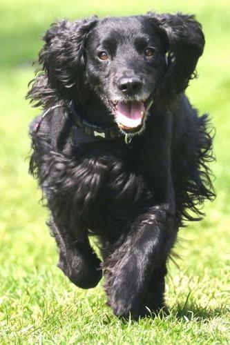 Black Cocker Spaniel Racing Through the Grass Journal