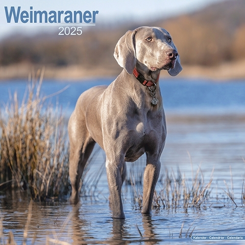 Weimaraner Calendar 2025 Square Dog Breed Wall Calendar - 16 Month