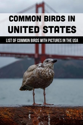Common Birds In United States