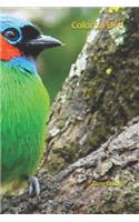 Colorful Bird