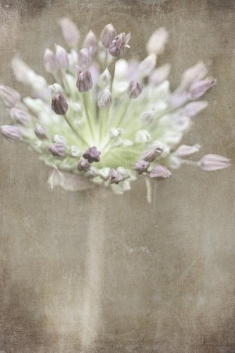 Allium Whispers Journal
