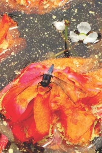 Pretty Blank Lined Journal for daily thoughts notebook Lovely Lake Arrowhead Photograph Blue Dragonfly