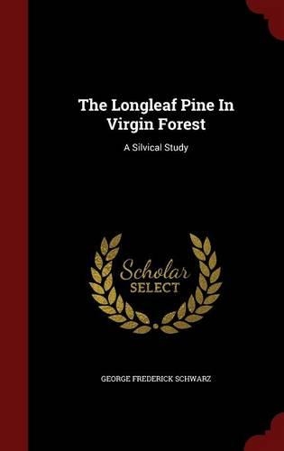 The Longleaf Pine In Virgin Forest