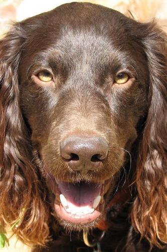 Boykin Spaniel Dog Journal