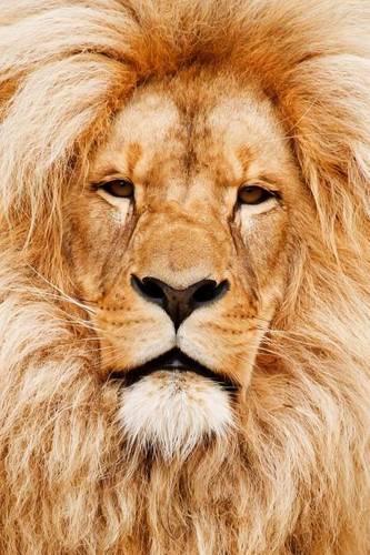 African Male Lion Close Up Journal