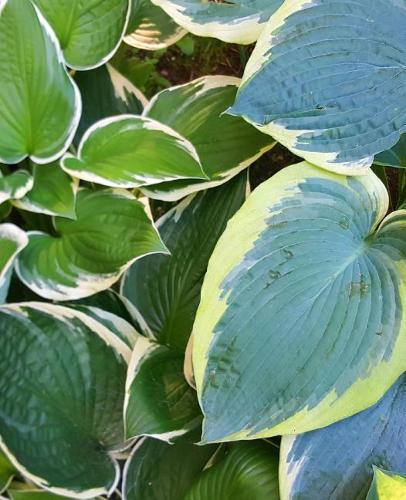 School Composition Book Hosta Garden
