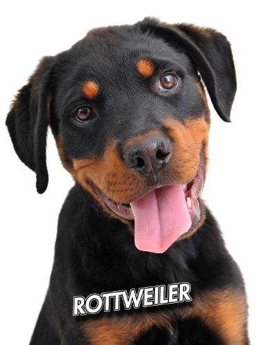 Rottweiler