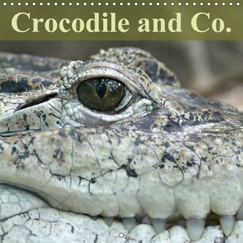 Crocodile and Co. 2015