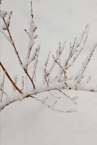 2020 Weekly Planner Snowy Branch 134 Pages