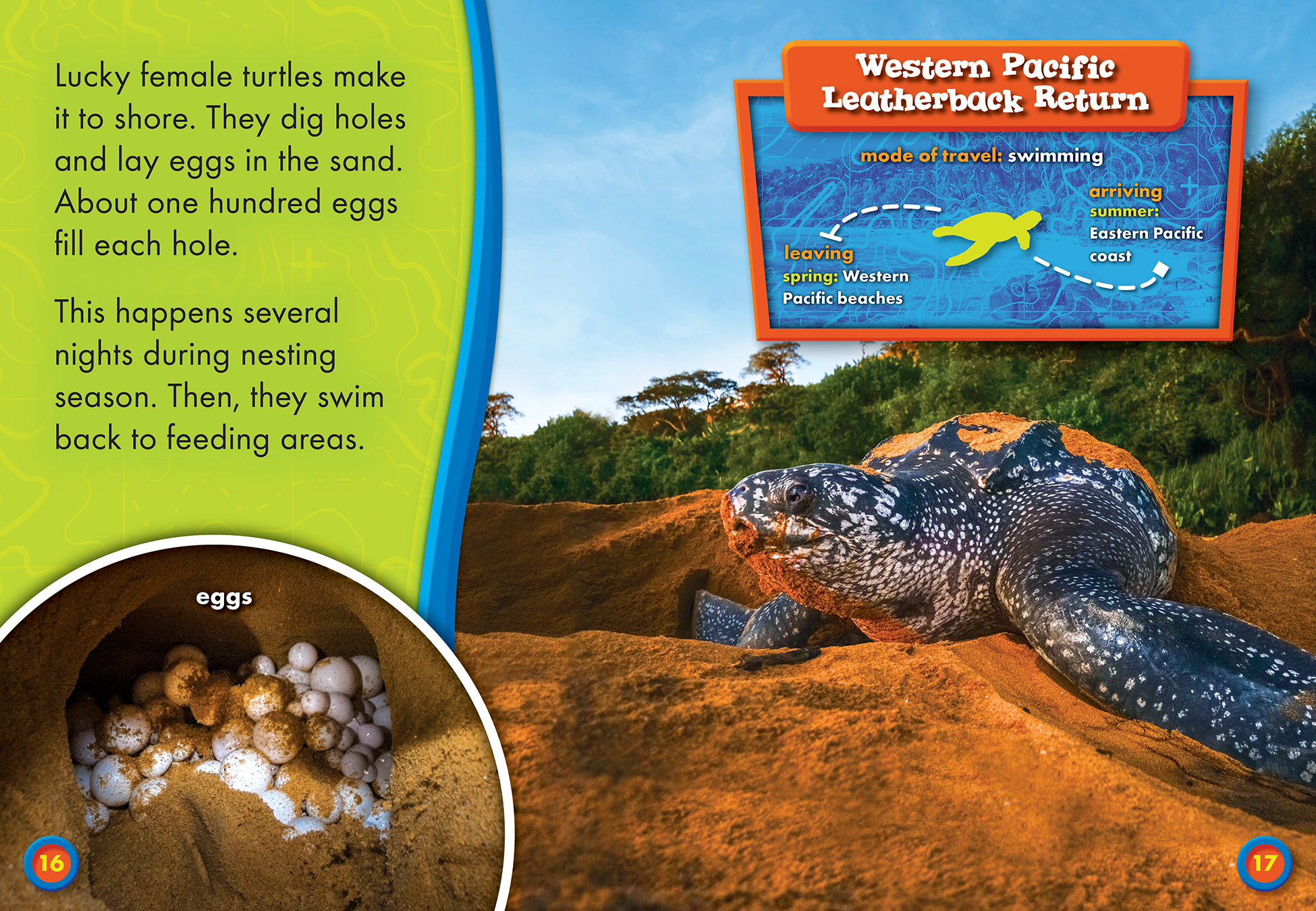 Leatherback Sea Turtle Migration: (Animals on the Move)