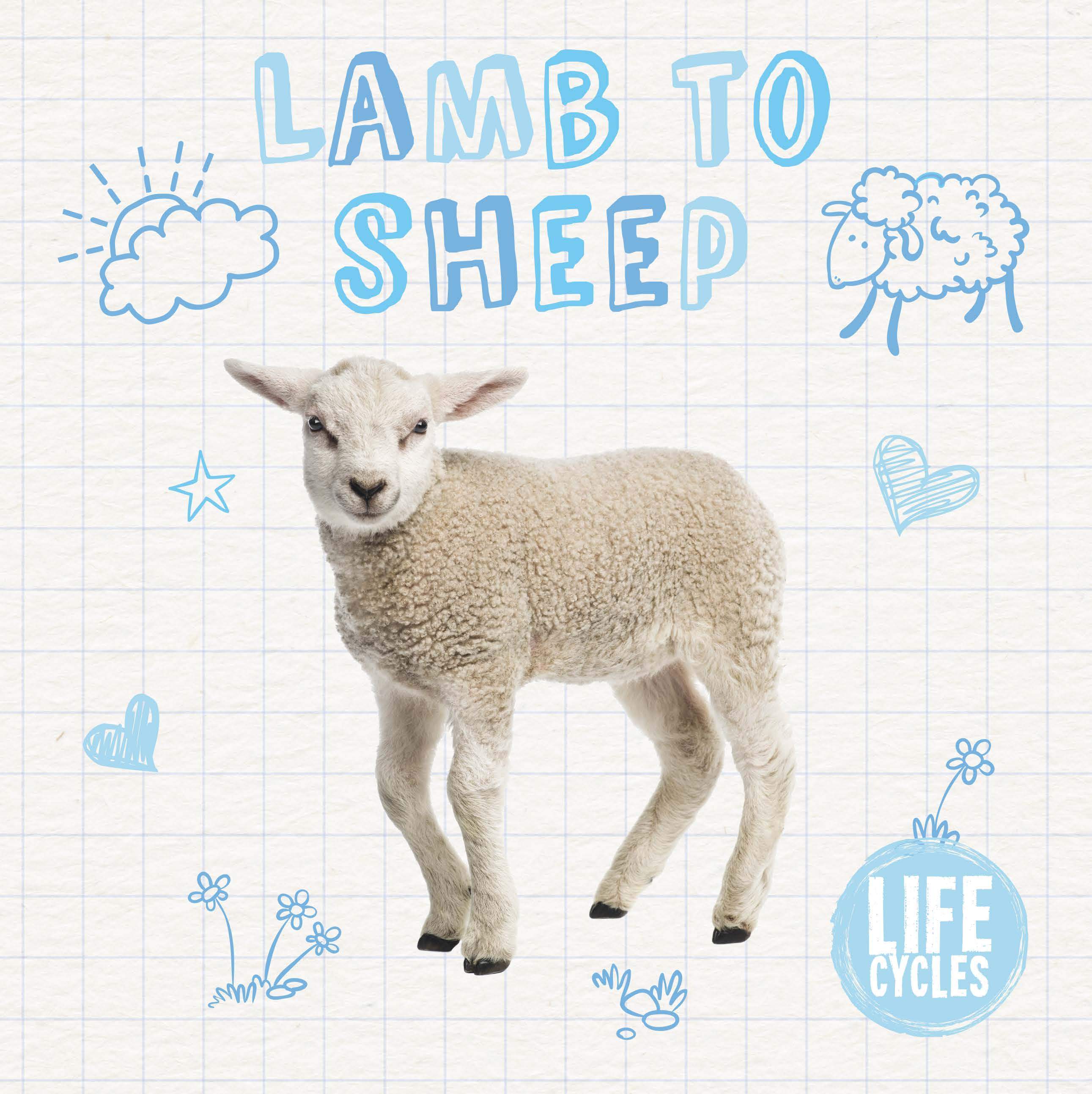 Lamb to Sheep: (Life Cycles)