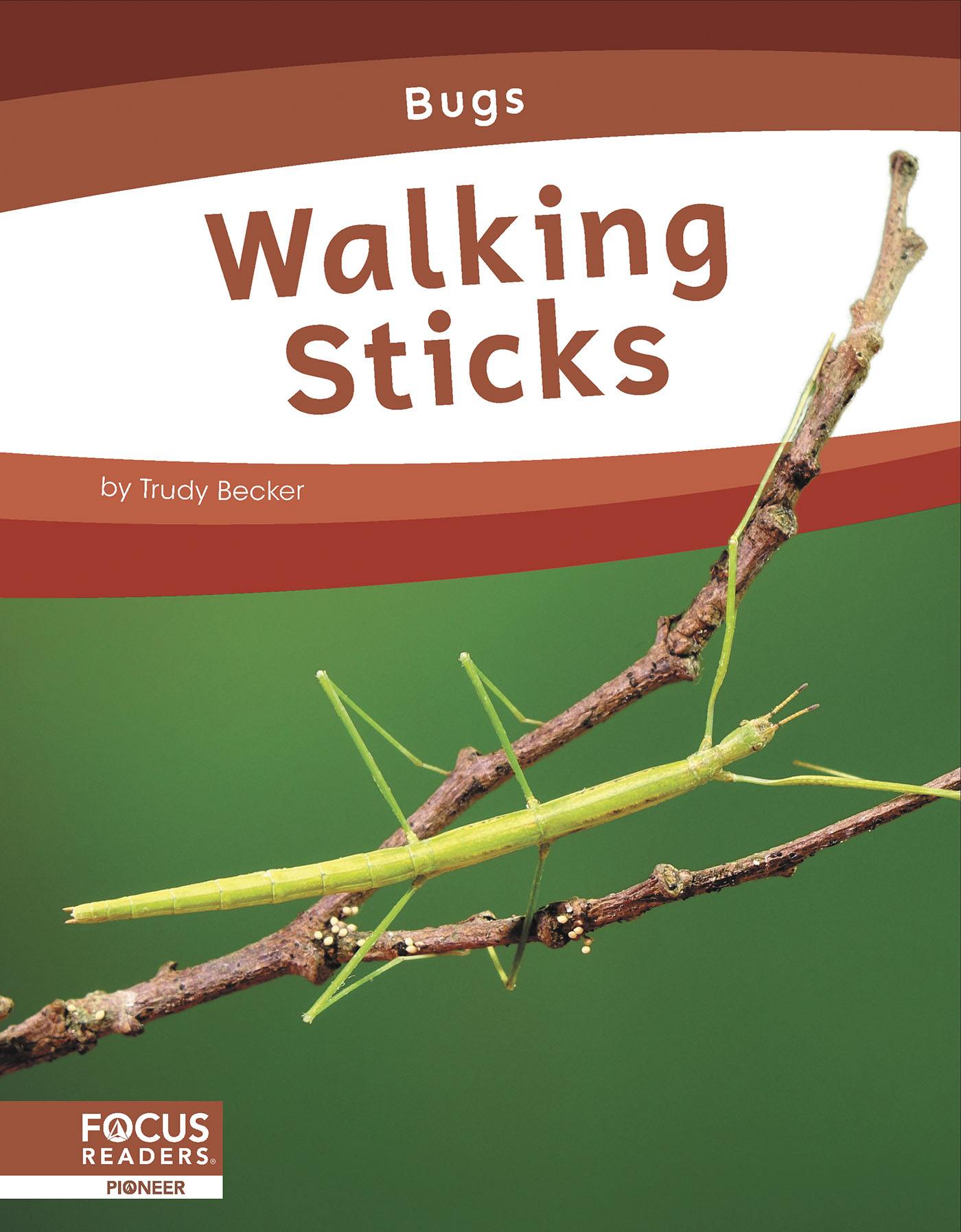 Walking Sticks: (Bugs)