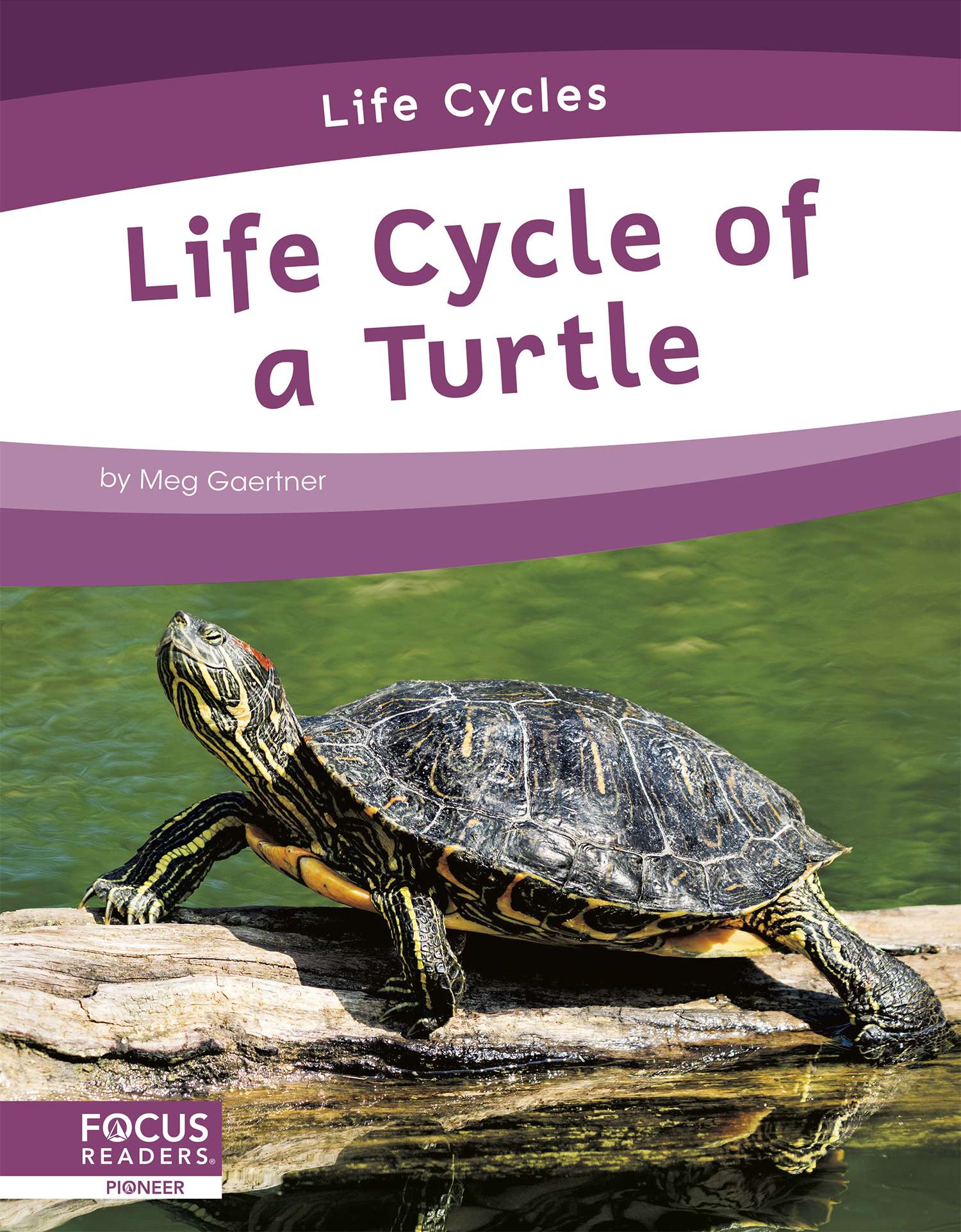 Life Cycle of a Turtle: (Life Cycles)
