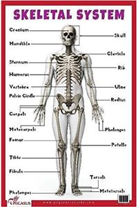 Skeletal System