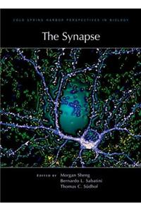 Synapse