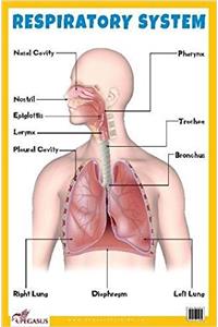 Respiratory System Educational Chart