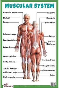 Muscular System