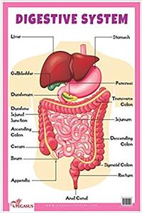 Digestive System - Educational Chart