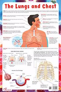 Lungs - Thick Laminated Primary Chart