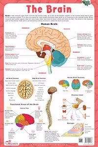 Brain - Thick Laminated Primary Chart