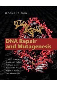 DNA Repair and Mutagenesis