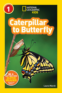 Caterpillar to Butterfly