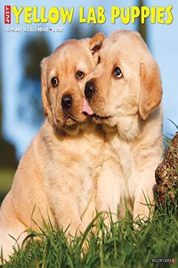 Just Yellow Lab Puppies 2022 Wall Calendar (Dog Breed)