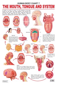 The Mouth, Tongue & Speech