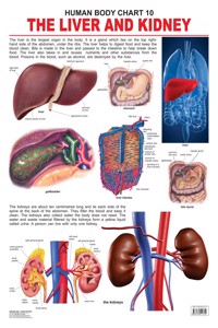 Human Body Chart 10 Liver and the Kidney