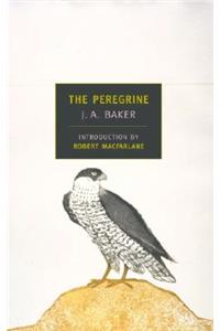 Peregrine