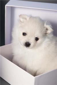 Adorable White German Spitz Puppy Dog Journal